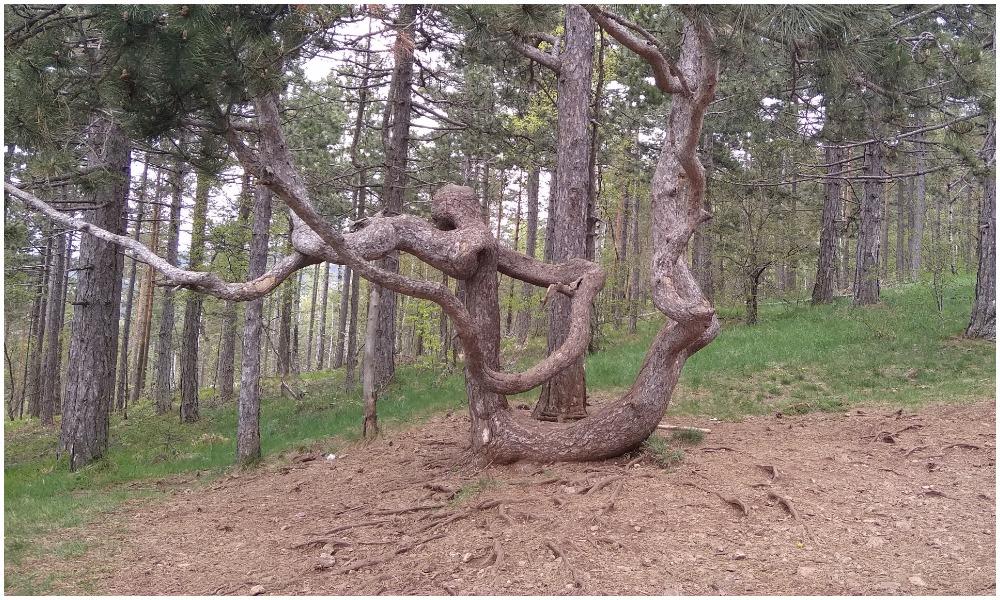 Drvo bora na putu ka Crnom vrhu na planini Divčibare  