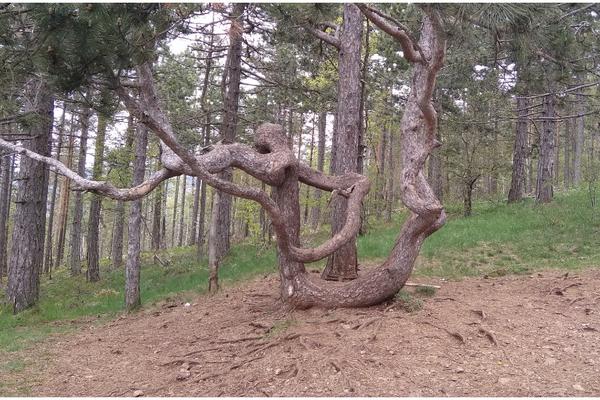 OVO DRVO NA DIVČIBARAMA IMA MAGIČNE MOĆI: Priče meštana koje smo čuli ULIĆE VAM NADU (FOTO)