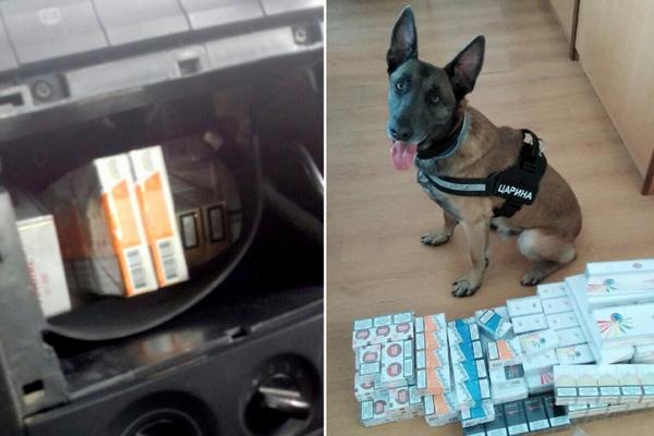 NERO RASKRINKAO KRIMI GRUPU! Ono što je službeni pas nanjušio Srbina je poslalo PRAVO U ZATVOR! (FOTO)