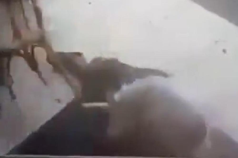 GRADONAČELNIKA NAPALA MAČKA, ZARADIO VIŠE OD 100 ŠAVOVA! Kao da je ĐAVO ušao u nju! (VIDEO)