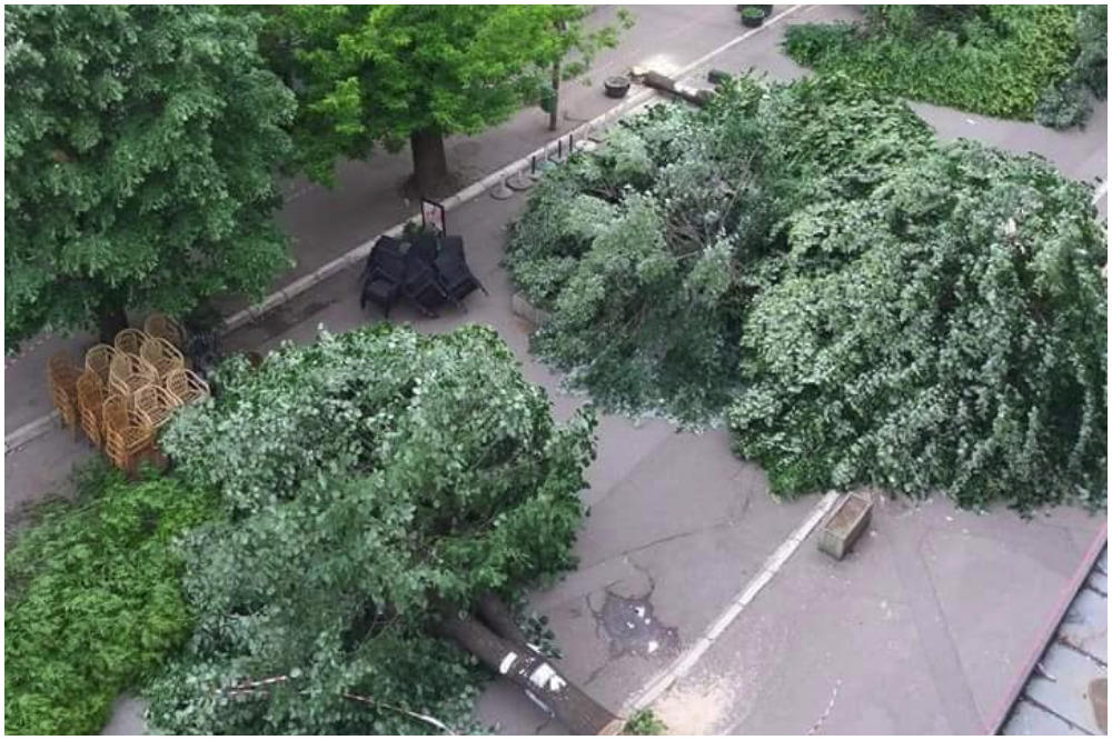 DRVEĆE STRADA U CELOJ SRBIJI! Nastavljena seča stabala u Aleksincu, a PADAJU i na NOVOM BEOGRADU (FOTO)