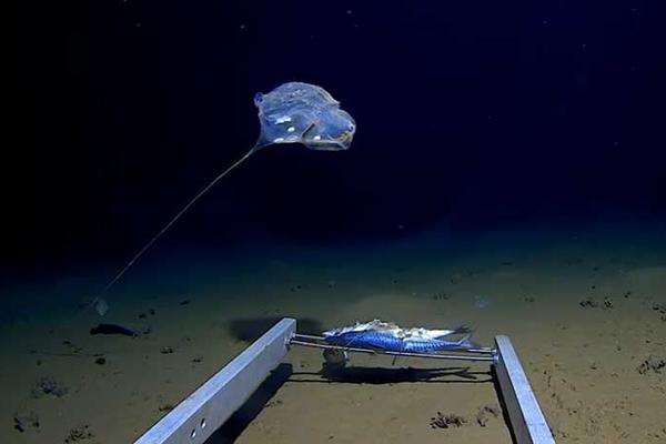 OTKRIVENA TAJNA NAJDUBLJE TAČKE OKEANA: Snimljeno čudnovato MORSKO BIĆE koje je zbunilo NAUČNIKE (VIDEO)