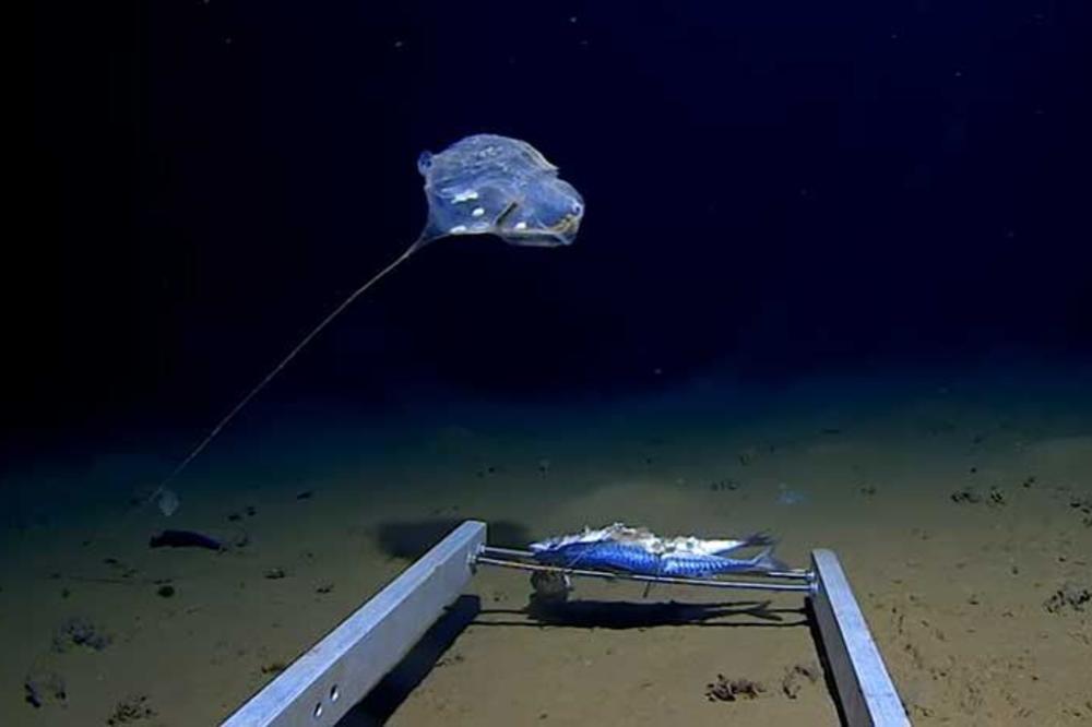 OTKRIVENA TAJNA NAJDUBLJE TAČKE OKEANA: Snimljeno čudnovato MORSKO BIĆE koje je zbunilo NAUČNIKE (VIDEO)