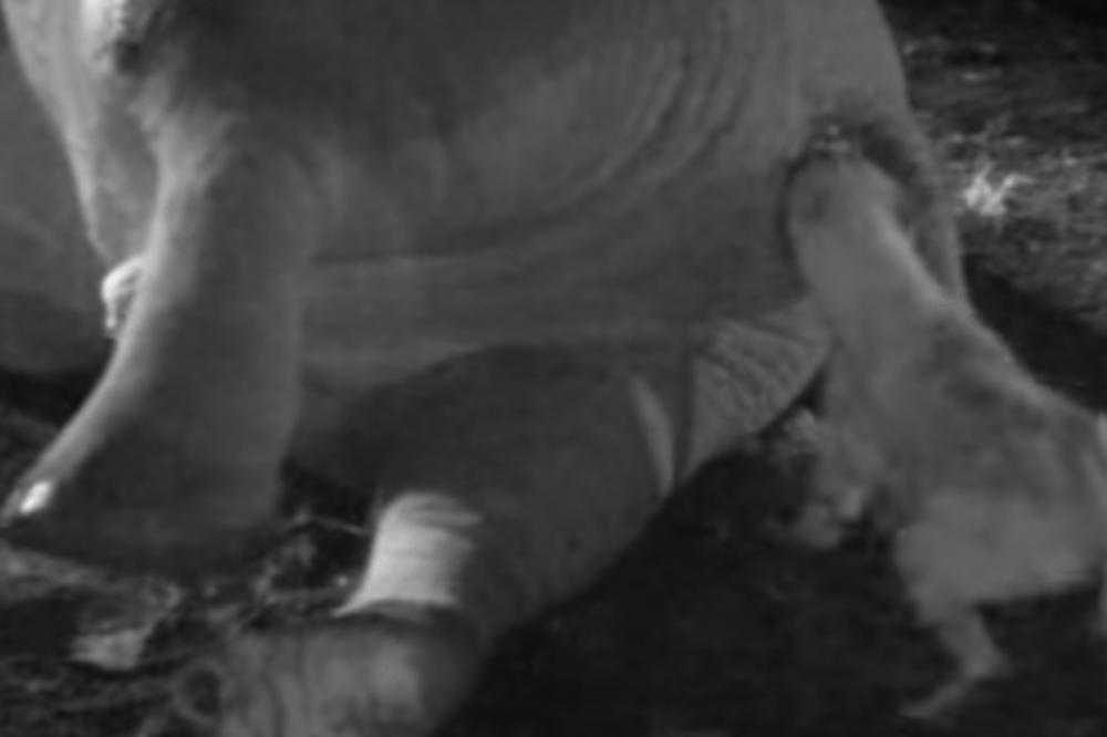 HIJENA PRONAŠLA MRTVOG SLONA I POČELA DA KIDA NJEGOVE DELOVE TELA: Ali onda se desilo nešto još GROZNIJE! (VIDEO)