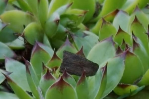 SKUVAJTE ČUVARKUĆU I DESIĆE SE ČUDO! Srbi će posle ovoga da je JEDU KAO LUDI (RECEPT)