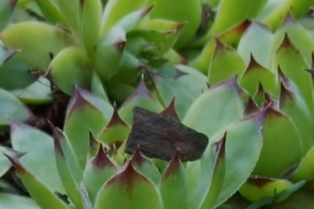 SKUVAJTE ČUVARKUĆU I DESIĆE SE ČUDO! Srbi će posle ovoga da je JEDU KAO LUDI (RECEPT)