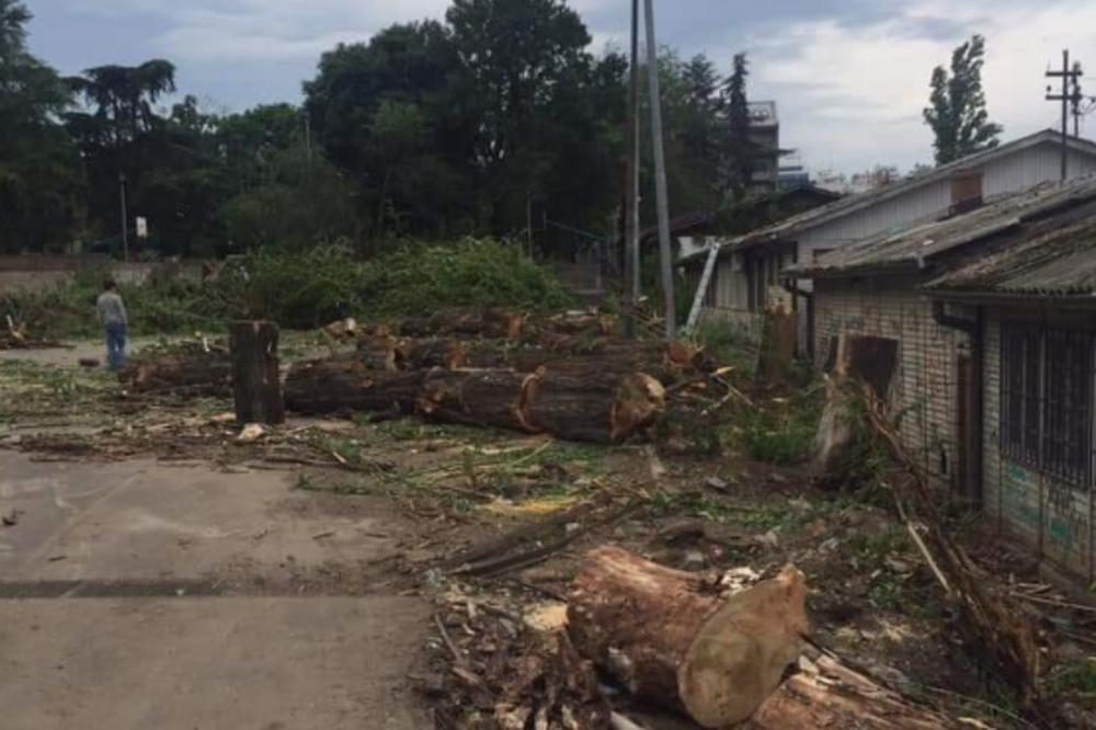 OVA SLIKA BOLI: Posečen DRVORED ispred beogradske osnovne škole star ŠEST DECENIJA! (FOTO)
