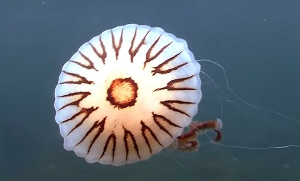 meduza