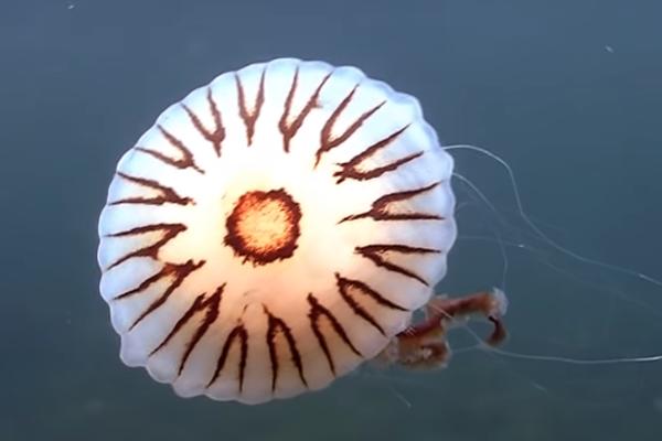 OPASNA MEDUZA POJAVILA SE U JADRANU: Evo gde je ima i ŠTA SAVETUJU STRUČNJACI!