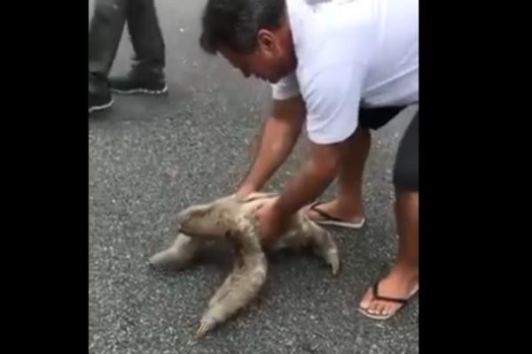 SPASIO JE LENJIVCA KOJI JE ZALUTAO NA PUT: Životinja mu se onda ZAHVALILA na neverovatan način (VIDEO)