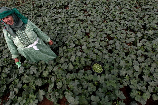 POGLEDAJTE ŠTA SVE U SEBI SADRŽI BAMIJA!