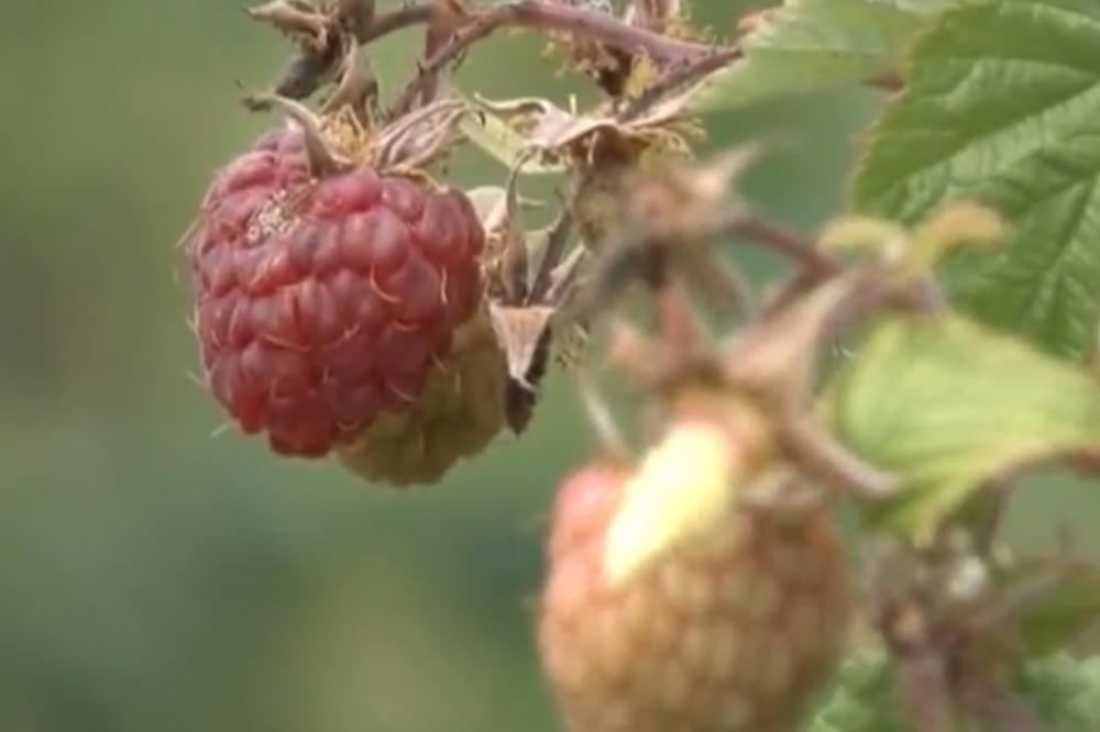 IZGLEDA DA OVE GODINE NEĆEMO JESTI MALINE! Sneg ih je totalno UNIŠTIO!