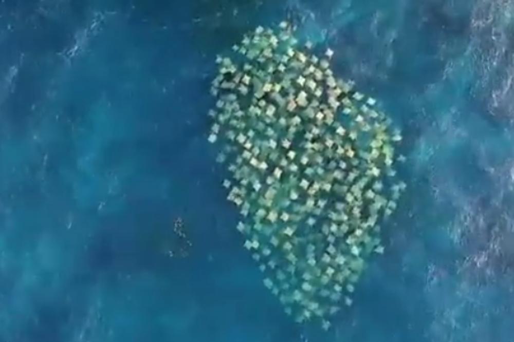 NEŠTO ČUDNO JE SNIMLJENO U OKEANU: Neobična bića četvrtastog oblika su se pomerala istovremeno! (VIDEO)