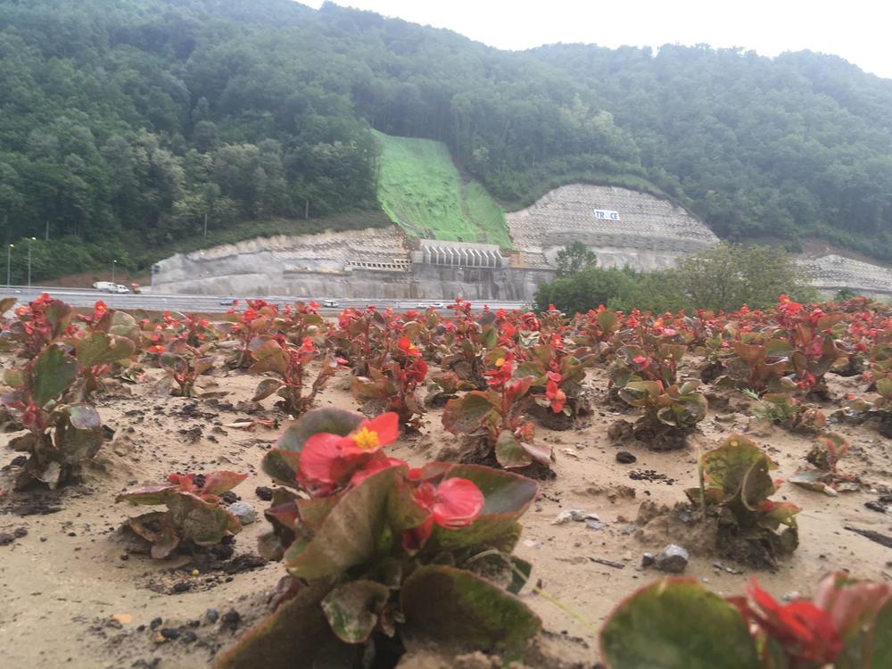 Posađene ljubičice ulepšavaju samu petlju Predejane  