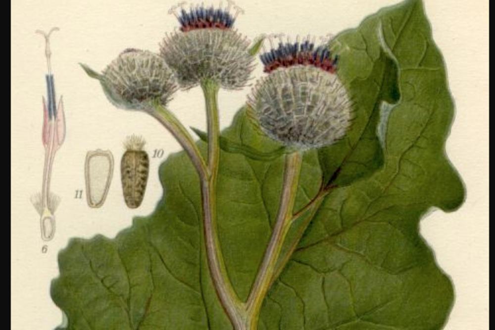 OVA BILJKA SE POSEBNO PREPORUČUJE DIJABETIČARIMA: Osim što snižava šećer, ima brojna druga lekovita svojstva!