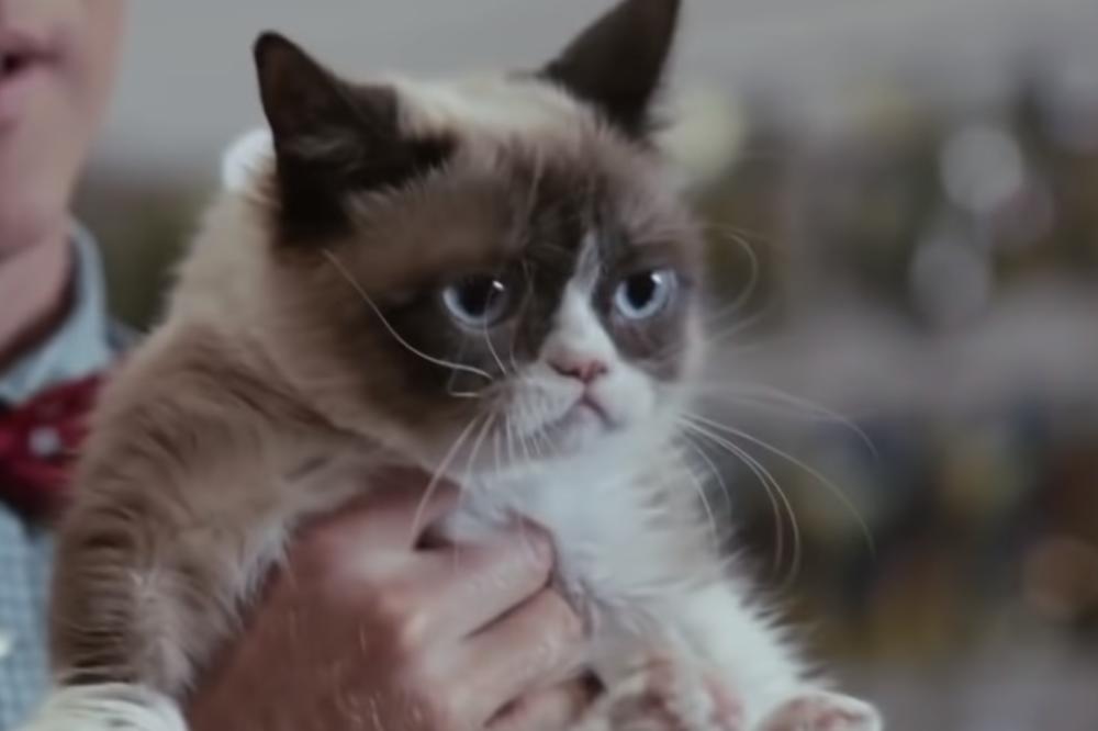 SRBI OBJAVILI ČITULJU ZA MRZOVOLJNU MAČKU: Ono što su napisali stvarno IMA SMISLA! (FOTO)
