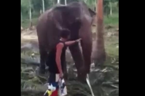 SAMO JE HTEO DA POMAZI SLONA: Ovakvoj reakciji životinje se sigurno nije nadao (VIDEO)