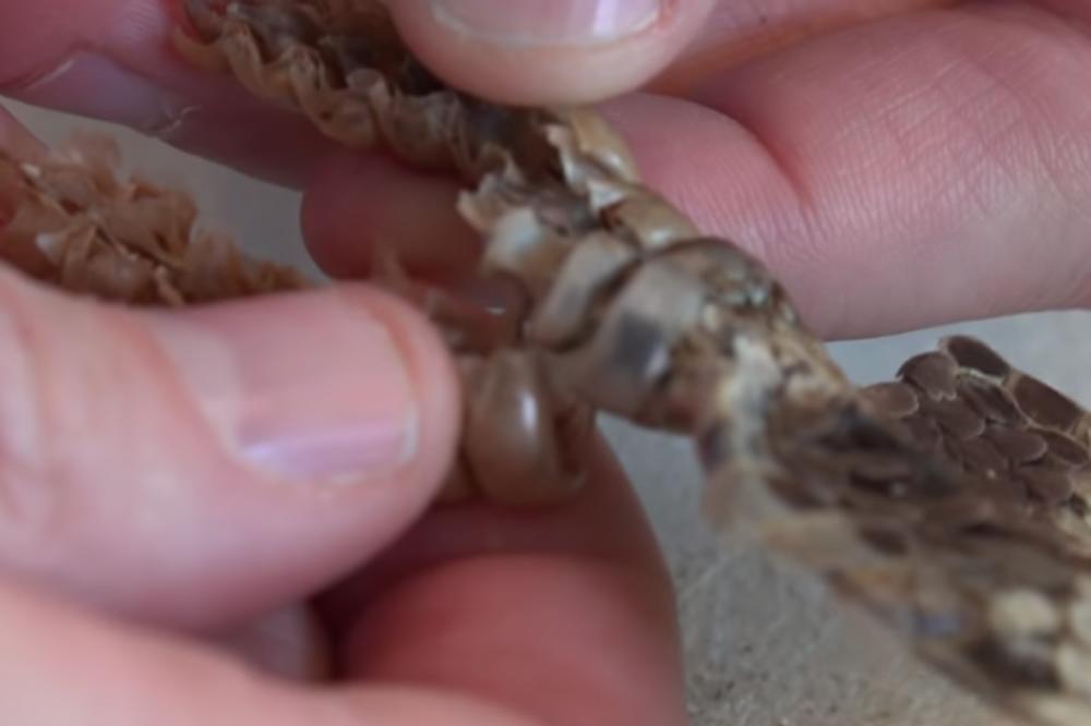 ODSEKAO ZMIJI GLAVU, A ONDA JE USLEDILO NEŠTO STRAVIČNO: Umesto njoj, njemu se DESILO OVO