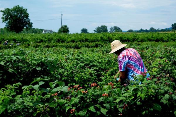 SRPSKI VOĆARI SABRALI SVOJE GUBITKE: Stradalo 40 odsto roda JABUKE, izgubljeno na stotine tona