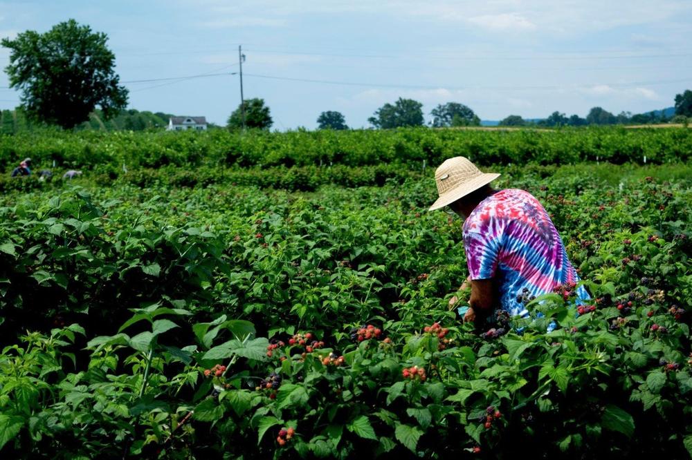 MOGLO JE BITI TRAGIČNO: Grom udario u drvo, povređene TRI ŽENE i DETE!