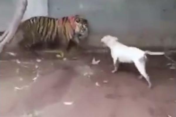 PITBUL JE NAPAO MLADOG TIGRA: Vrlo brzo je ZAŽALIO! (VIDEO)