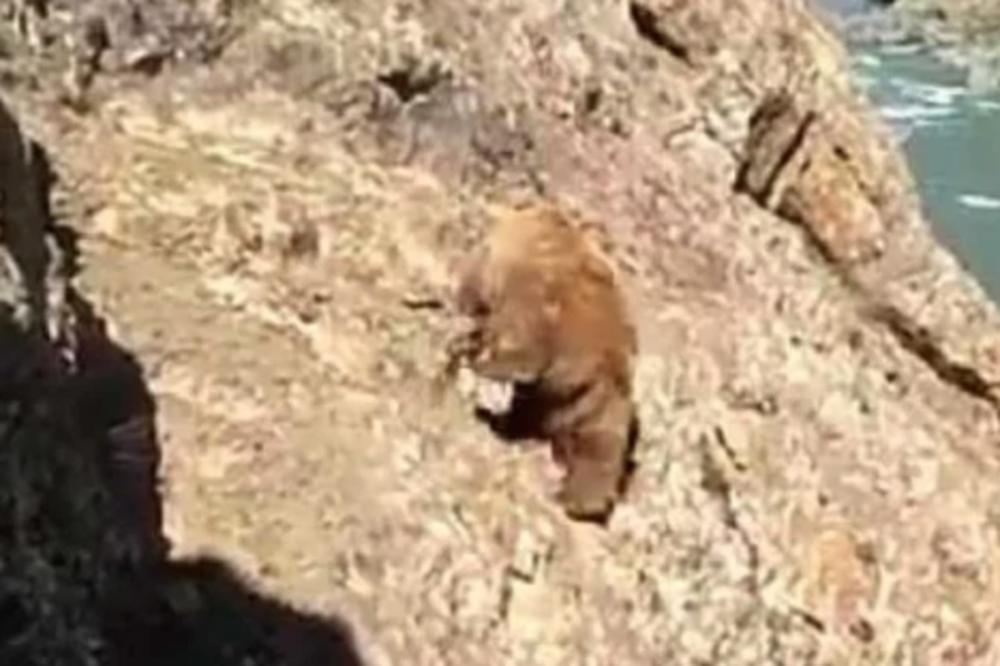 STRAVIČNO! Pogledajte kako ljudi kamenuju UGROŽENU VRSTU MEDVEDA! OVO JE NJEGOVA REAKCIJA