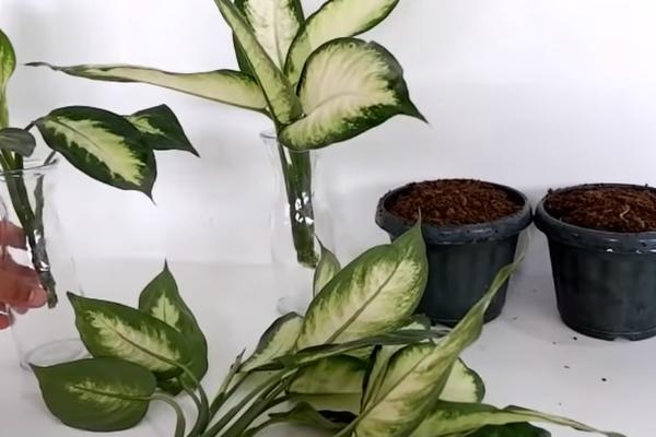 OVA BILJKA JE KAO USISIVAČ PRLJAVOG VAZDUHA: Laka je za čuvanje, a kuća će vam biti SVEŽA!