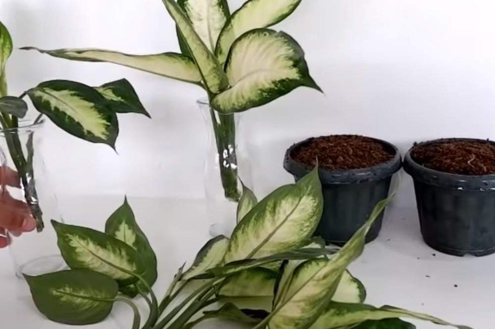 OVA BILJKA JE KAO USISIVAČ PRLJAVOG VAZDUHA: Laka je za čuvanje, a kuća će vam biti SVEŽA!