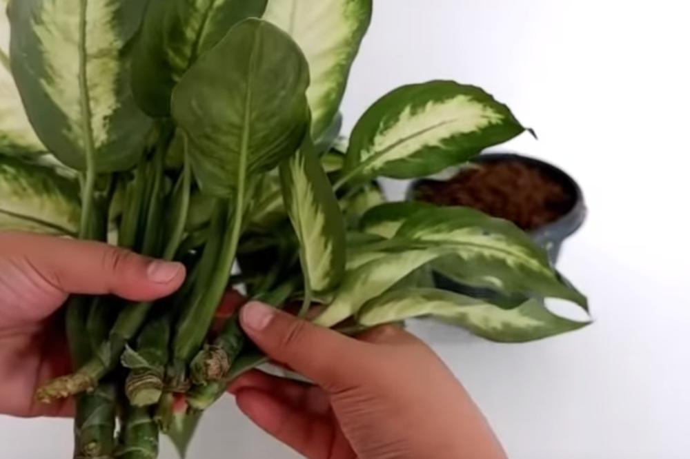 BUDITE NA OPREZU: Ovu biljku ima SVAKA TREĆA SRPSKA KUĆA, a njeni listovi su SMRTONOSNI! (FOTO)