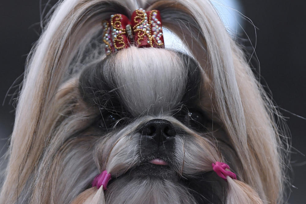 POSLEDNJA ŽELJA ŽENE RAZBESNELA SVET: Naredila je da se učini nešto UŽASNO sa njenim PSOM