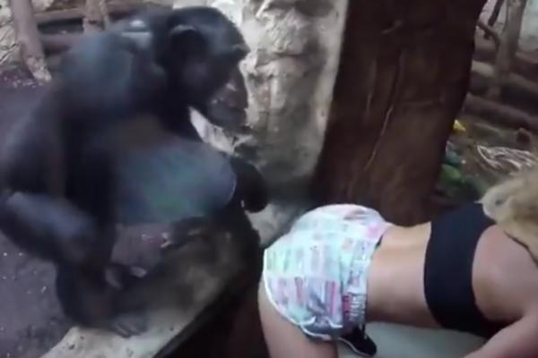 OKRENULA JE GUZU KA ŠIMPANZI I POČELA DA TVERKUJE! Njegova reakcija je SRAMNA!