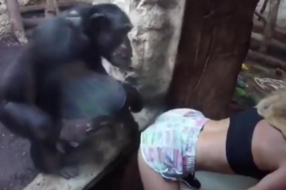 OKRENULA JE GUZU KA ŠIMPANZI I POČELA DA TVERKUJE! Njegova reakcija je SRAMNA!