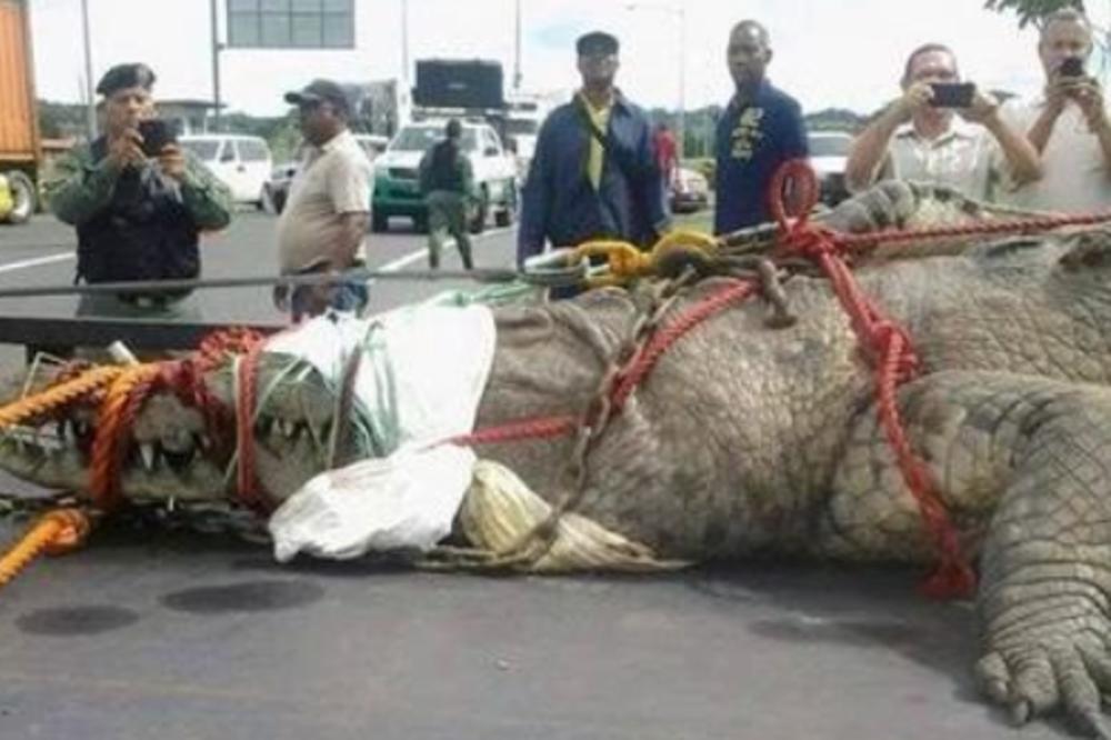 ULOVILI SU NAJVEĆEG KROKODILA NA SVETU, A ONDA SE DESILO ČUDO: Posle ovoga svi su ostali ZABEZEKNUTI! (VIDEO)