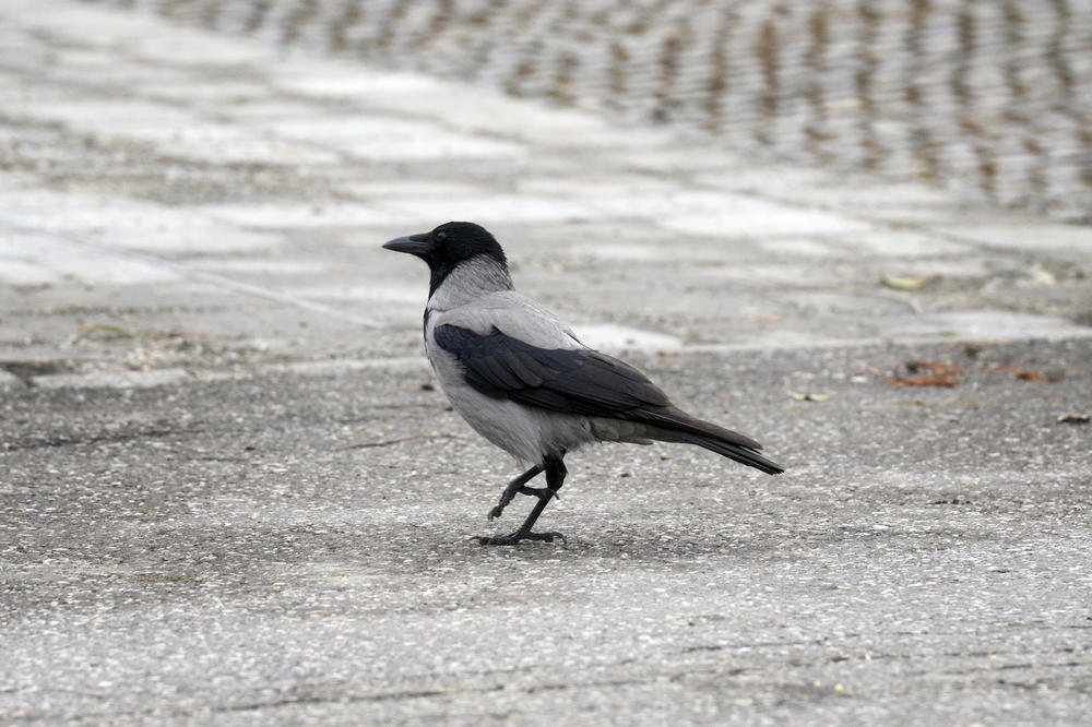 NOVOSAĐANI LUDE OD OVOG PROBLEMA: Vrane ''zlostavljaju'' meštane Detelinare