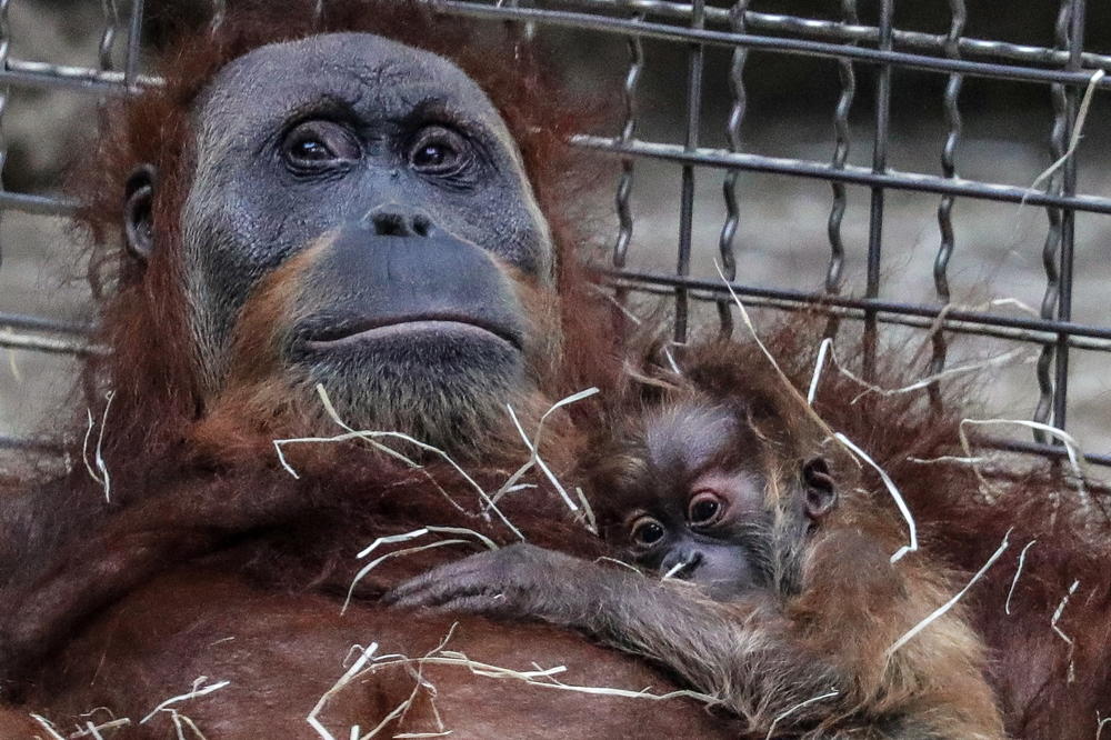 ORANGUTANI SU PRED IZUMIRANJEM, A ZA SVE JE KRIVA OVA INDUSTRIJA! Životinje će nestati za Zemlje zbog OVOG ULJA