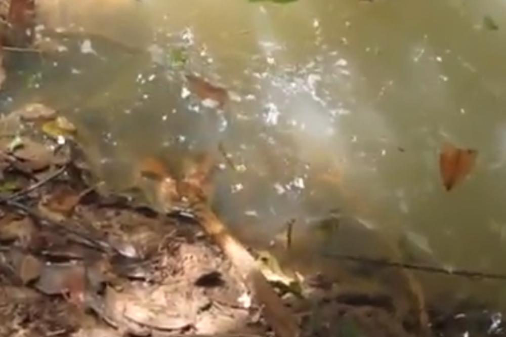 ČOVEK JE IZAZVAO OGROMNU ANAKONDU: Ono što se desilo na 00:29 sekundi, PAMTIĆE DOK JE ŽIV! (VIDEO)