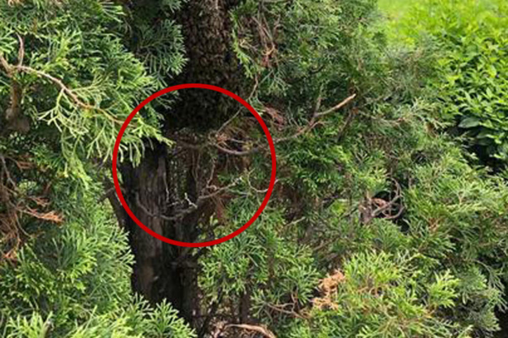 U CENTRU BEOGRADA KRIJE SE VELIKA OPASNOST! Dobro pogledajte ono što se nalazi na ovom drvetu (FOTO)
