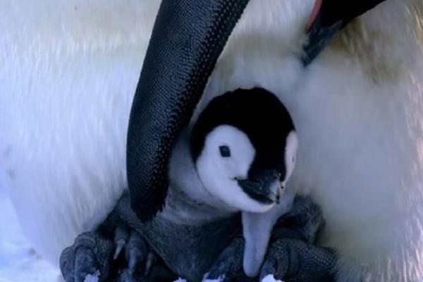 NE PRAVE GNEZDO KAKO TREBA, PILIĆIMA RADE UŽASNU STVAR: Pingvini na KAKVE NISTE NAVIKLI, IMA SVEGA (VIDEO)