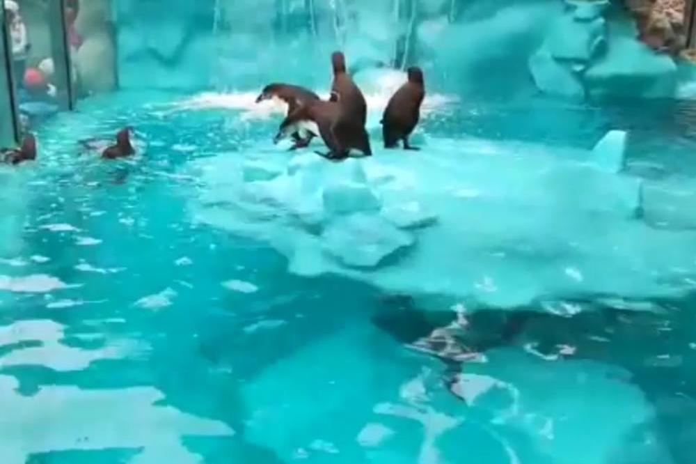 PINGVINI POSLE 30 GODINA KONAČNO STIGLI U BEOGRAD! Toliko su slatki da ćete POHRLITI U BG ZOO VRT (VIDEO)