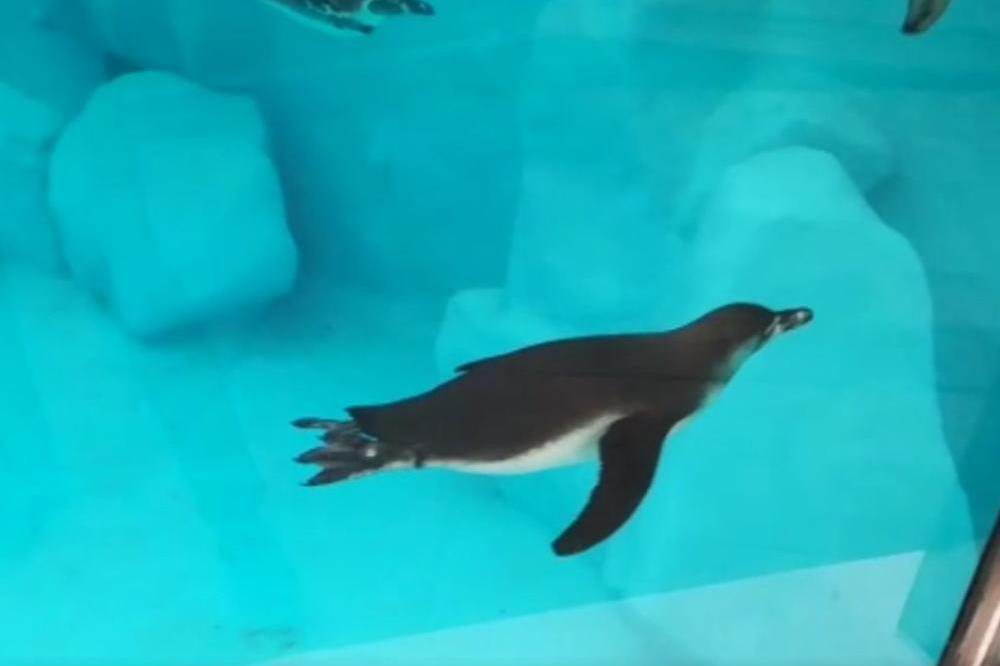 OVAJ KONTINENT JE TEŠKO POGOĐEN ZBOG KORONE! Nauka je zastala a preti nam veliki problem ako se ovo desi