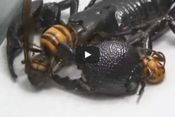 DVA OTROVNA MONSTRUMA SE SUKOBILA, OVO JE TEŠKO ZA GLEDATI: Azijski stršljen protiv ŠKORPIONA UBICE! (VIDEO)