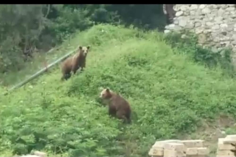 DA LI JE OVO BOŽJI ZNAK? Kada su kaluđeri videli dva medveda blizu OVOG SRPSKOG MANASTIRA, znali su šta to znači