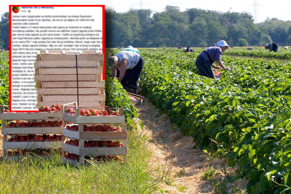SVE SAMI LEZILEBOVIĆI: On je otkrio istinu o SRBIMA koji odu na sezonski rad U NEMAČKOJ, NEĆE VAM SE DOPASTI