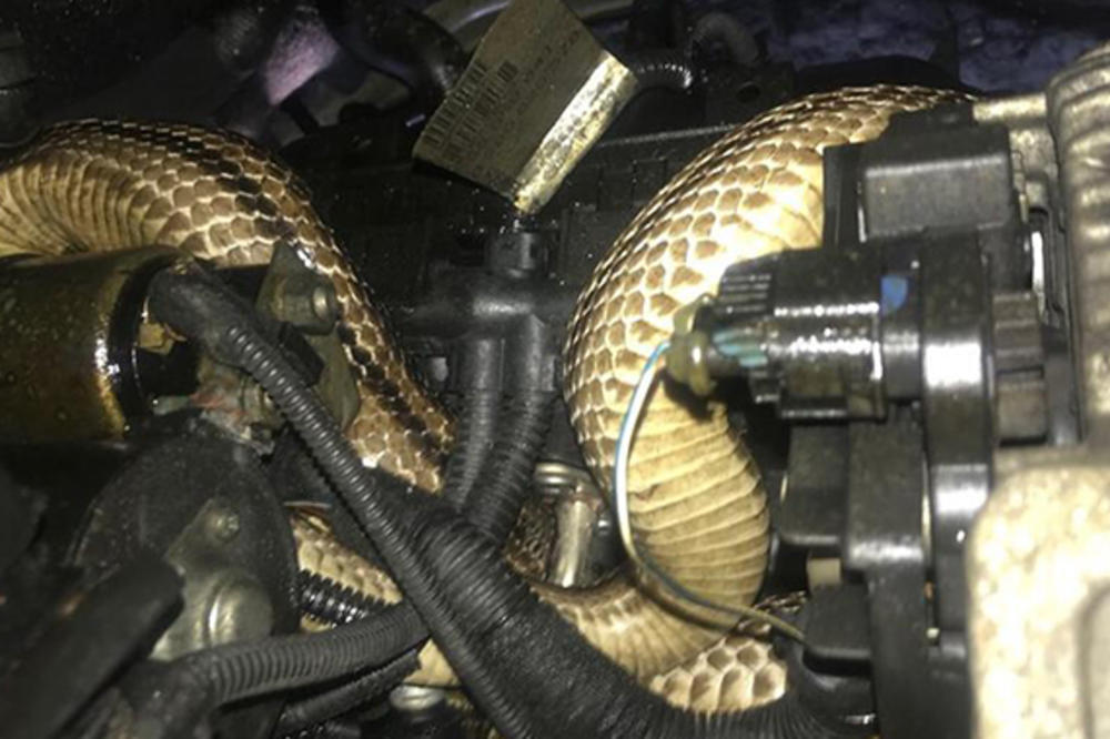 LJUDI SU PRETRNULI OD STRAHA: Kada budete videli gde se ZMIJA zavukla, nećete verovati!