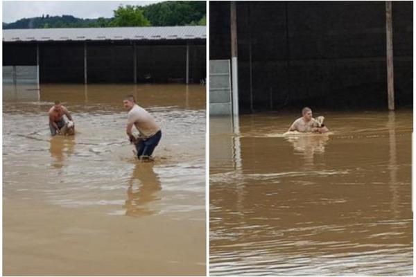 TUŽNE SLIKE STIŽU IZ GUČE: Ljudi spasavaju JADNE ŽIVOTINJE iz nabujale reke! (FOTO)