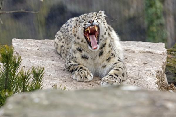 LEOPARD SE UŠUNJAO U KUĆU, I ZGRABIO BEBU KOJA JE SPAVALA SA RODITELJIMA! Niko ga nije čuo, dan posle našli UŽAS