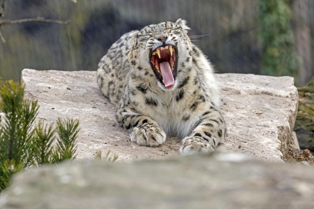 LEOPARD SE UŠUNJAO U KUĆU, I ZGRABIO BEBU KOJA JE SPAVALA SA RODITELJIMA! Niko ga nije čuo, dan posle našli UŽAS