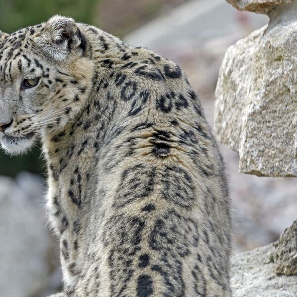SNEŽNI LEOPARD POZITIVAN NA KORONU: Ne zna se kako je došao u kontakt sa VIRUSOM!