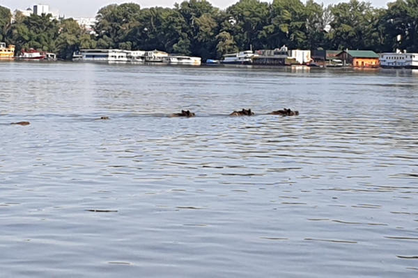 DIVLJE SVINJE PREPLIVAVAJU DUNAV USRED BEOGRADA! Ovo još nije viđeno! (VIDEO)
