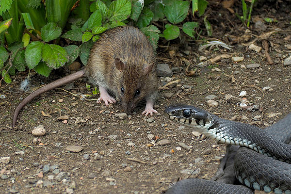 U OVOM GRADU IMA NAJVIŠE PACOVA: Ulice i kuće su PUNE malih glodara, građani ne znaju KAKO DA SE IZBORE
